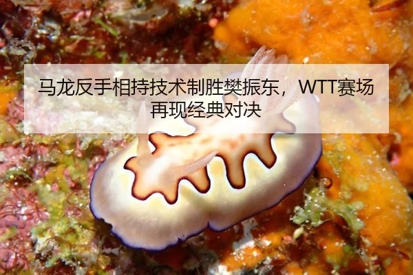 马龙反手相持技术制胜樊振东，WTT赛场再现经典对决